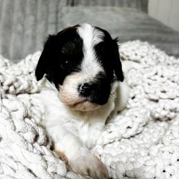 Lucky - Black and white male Cavapoo puppy in Cherryville, North Carolina from Mercy Doodles