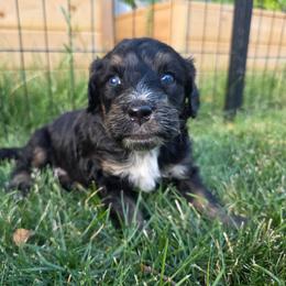 Bobby - Tri-color male Bernedoodle puppy in Blackfoot, Idaho from Draper Mountain Doodles