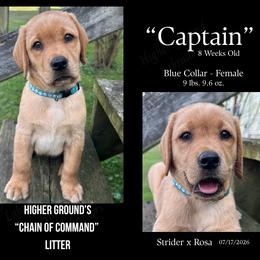 Captain Blue - Yellow female Labrador Retriever puppy in Eaton Rapids, Michigan from Higher Ground Labradors