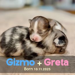 Pomeranian puppies from Somos Pomeranians | Selectively Bred Puppies