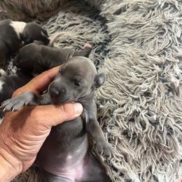 Italian Greyhound Puppies from Fisher Link