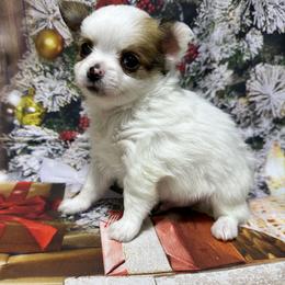 Jolly - Sable spotted white male Chihuahua puppy in Palmyra, Indiana from Country Star Chihuahuas