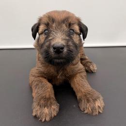 Rhea Ripley - Wheaten female Soft Coated Wheaten Terrier puppy in Grand Prairie, Texas from Wonderful Wheatens