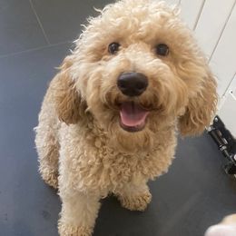 Cockapoo and Goldendoodle All Grown Up from Puppy Power Kennels