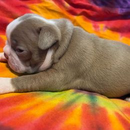 SHELBY - LILAC - **SALE** - Seal and white female Boston Terrier puppy in Anderson, South Carolina from Lola’s House of Bostons & Rescue