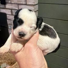 Blaze - Parti male Miniature Schnauzer puppy in Silver Creek, Mississippi from Mamie’s Minis, LLC