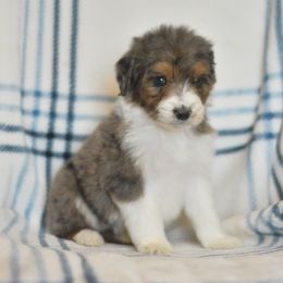 Neo - Blue merle male Aussiedoodle puppy in Delta, Colorado from PTK Ranch