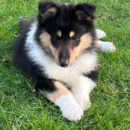 D'Artagnan - Black white and tan male Collie puppy in Malvern, Arkansas from Lost Acres Collies