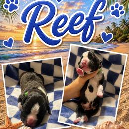 Boy 1 - male Boxer puppy in Perris, California from Ultra Paws Plus