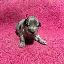 Wiggles - Blue merle female Australian Shepherd puppy in Whitwell, Tennessee from Owl Hollow Farm
