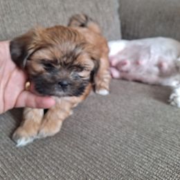Shih Tzu Puppies from Highland Farms Shih Tzu & Imperial Beauties