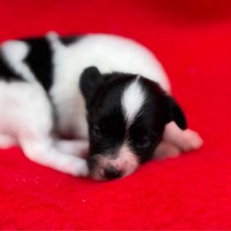 Boy - White and black male Papillon puppy in Frostproof, Florida from Sequence Papillon