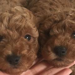 Poodles from Poodle Angel