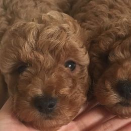 Poodles from Poodle Angel