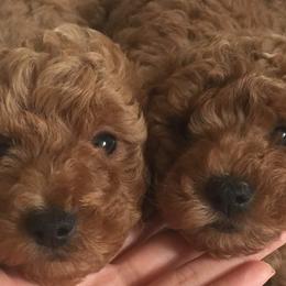 Poodles from Poodle Angel