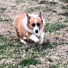 Peaches - Pembroke Welsh Corgi