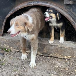 Australian Cattle Dog, Australian Shepherd, Companion Cross, and Miniature Australian Shepherd Puppies from MK Aussies