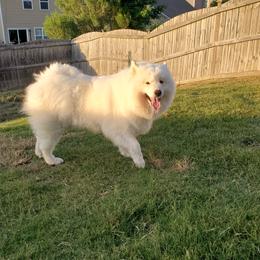 Lola - Samoyed