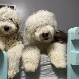 Old English Sheepdog Puppies from Heavinly Blessings Farm Pups - Old English Sheepdog Puppies