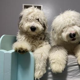 Old English Sheepdog Puppies from Heavinly Blessings Farm Pups - Old English Sheepdog Puppies