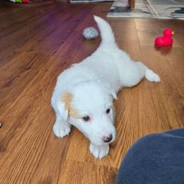 Girl 3 - White and gold female Border Collie puppy in Piedmont, South Carolina from Soaring Borders Border Collies