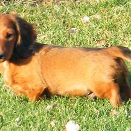 Dachshund Puppies from Dandydox Dachshunds
