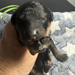 Puddles - Phantom male Poodle puppy in Lakeland, Florida from Gulfside Poodles