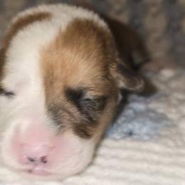 Pembroke Welsh Corgis from Spartan Corgi's