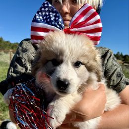 Tortilla - Badger female Colorado Mountain Dog puppy in Cotopaxi, Colorado from Once Upon A Moose (OUM)