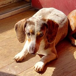 Macy - Dachshund
