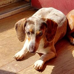 Macy - Dachshund