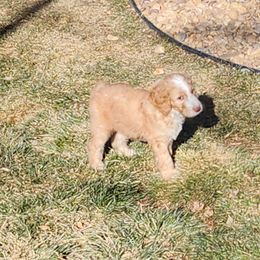 Sheepadoodle Puppies from Jaqueline Sparks