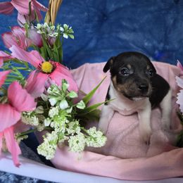 Wendy - Blue white and tan female Rat Terrier puppy in Brookfield, Missouri from Country Rat Terriers