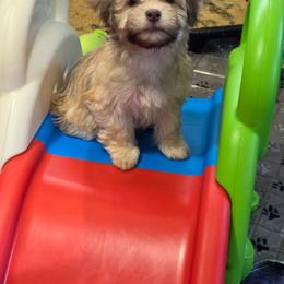 Tiny - Fawn sable female Havanese puppy in Medina, Ohio from Momma's Minis