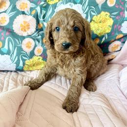 Puppy 8 - Apricot female Irish Doodle puppy in Bloomfield, Iowa from Schooley Doodles