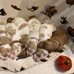Assorted Doodle Crosses, Australian Labradoodle, Goldendoodle, and Newfoundland Puppies from Twin Sisters Doodles
