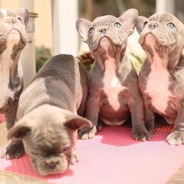 French Bulldog Puppies from Dior Dogs