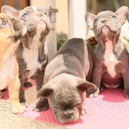 French Bulldog Puppies from Dior Dogs