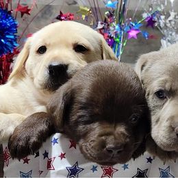 Dilute Retrievers from Thunder Mountain Labs