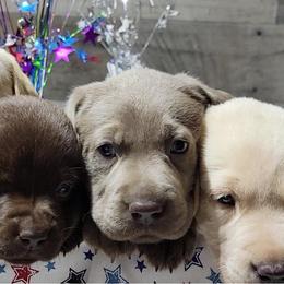 Dilute Retrievers from Thunder Mountain Labs