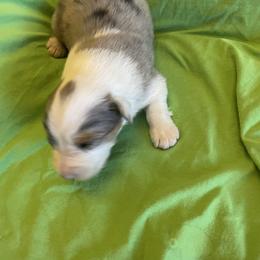 Flounder - Blue merle male Australian Shepherd puppy in Hammond, Louisiana from Gold Ring Australian Shepherds