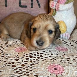Dove - Cream female Dachshund puppy in Perryville, Maryland from Heavenly Heritage Dachshunds and Doods