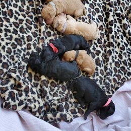 Poodle Puppies from Desert Diamond Poodles