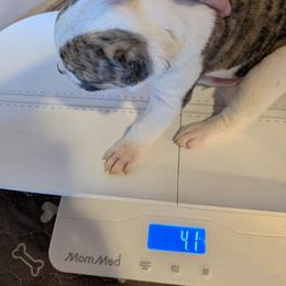 Boy 1 - White and brindle male American Bulldog puppy in La Porte, Indiana from Slayton's American Bulldogs