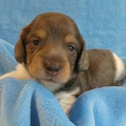 Slinky - Piebald male Dachshund puppy in Plant City, Florida from Oakley's Dachshund Ranch