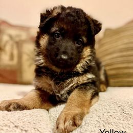 Yellow collar - Black and red female German Shepherd puppy in Joshua, Texas from Cacao German Shepherds