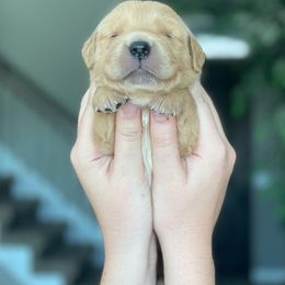 Golden Retriever Puppies from Chizan Goldens