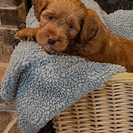 Australian Labradoodle Puppies from Forever Friends Labradoodles