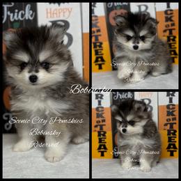Mr Bobinsky - Black and white male Pomsky puppy in Rossville, Georgia from Scenic City Pomskies