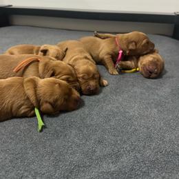 Boy 1 - Dark golden male Golden Retriever puppy in Summerville, South Carolina from Pawmetto Goldens
